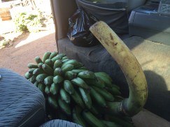 Some bananas bought from the market on the way to Kaka's